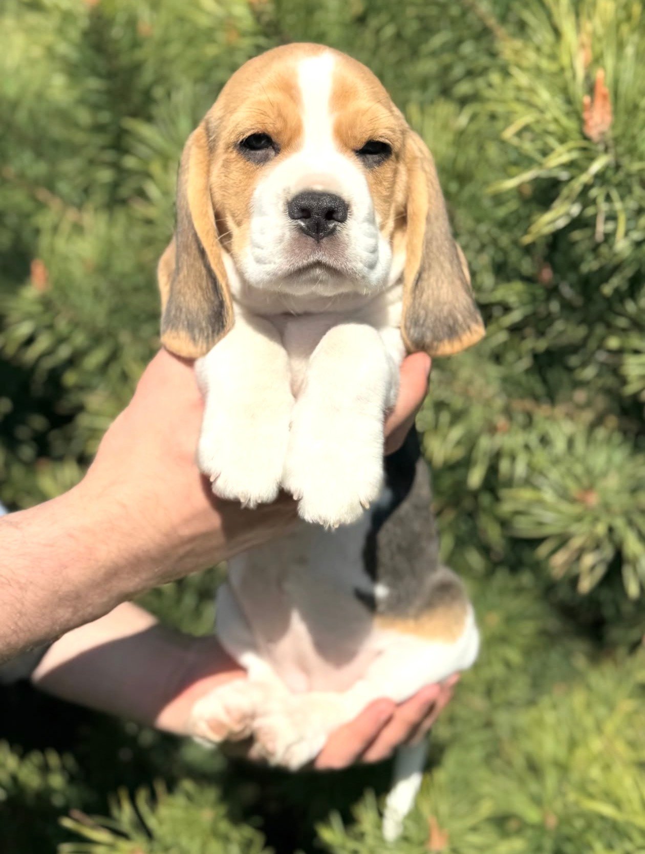 Elsie Beagle puppy