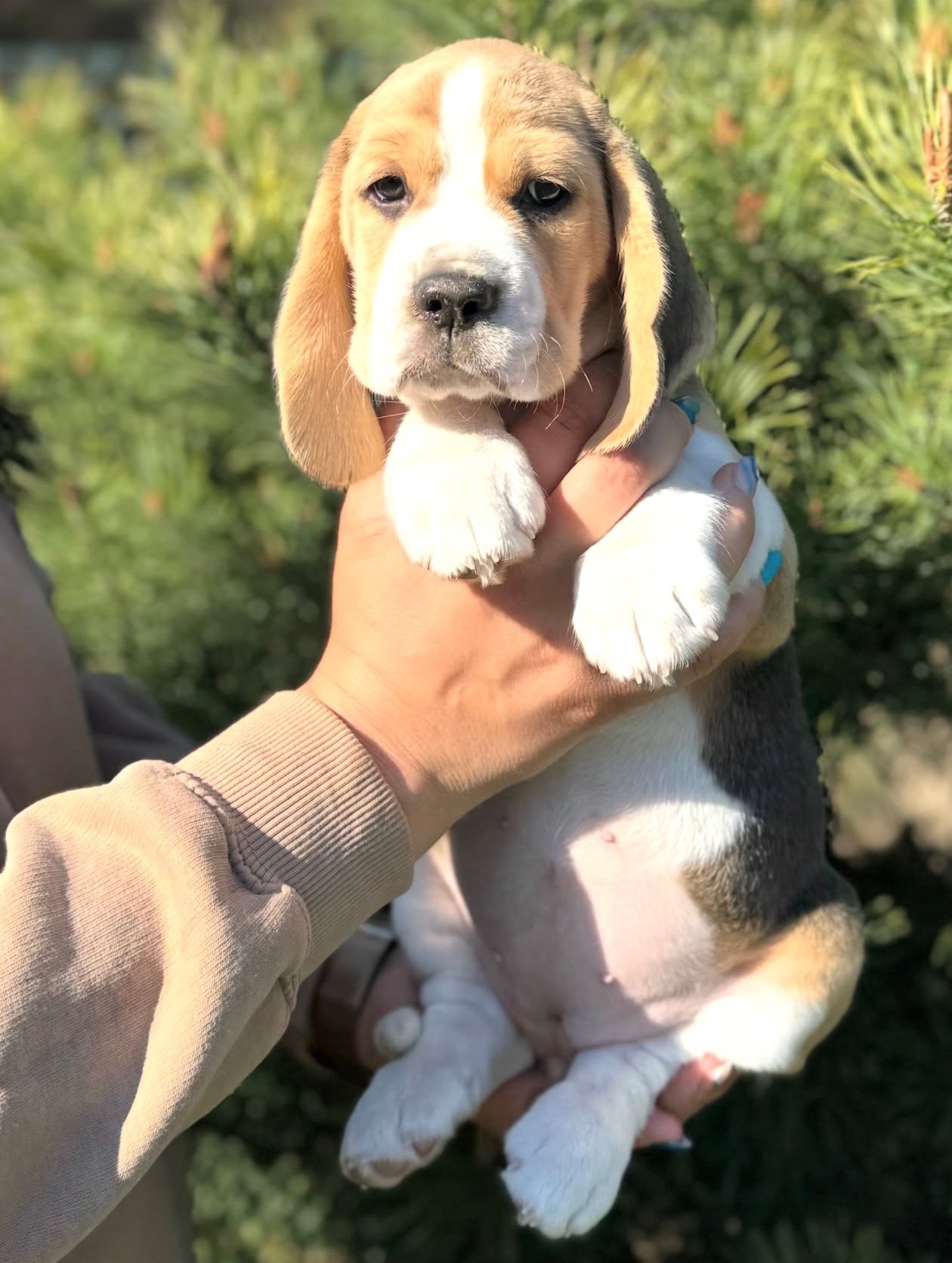 Luna Beagle puppy