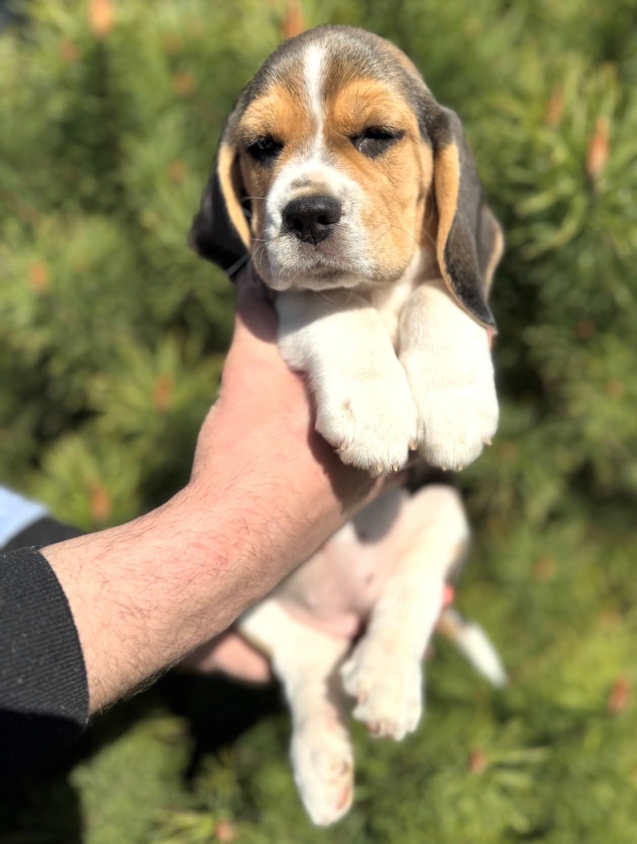 Maggie Beagle puppy