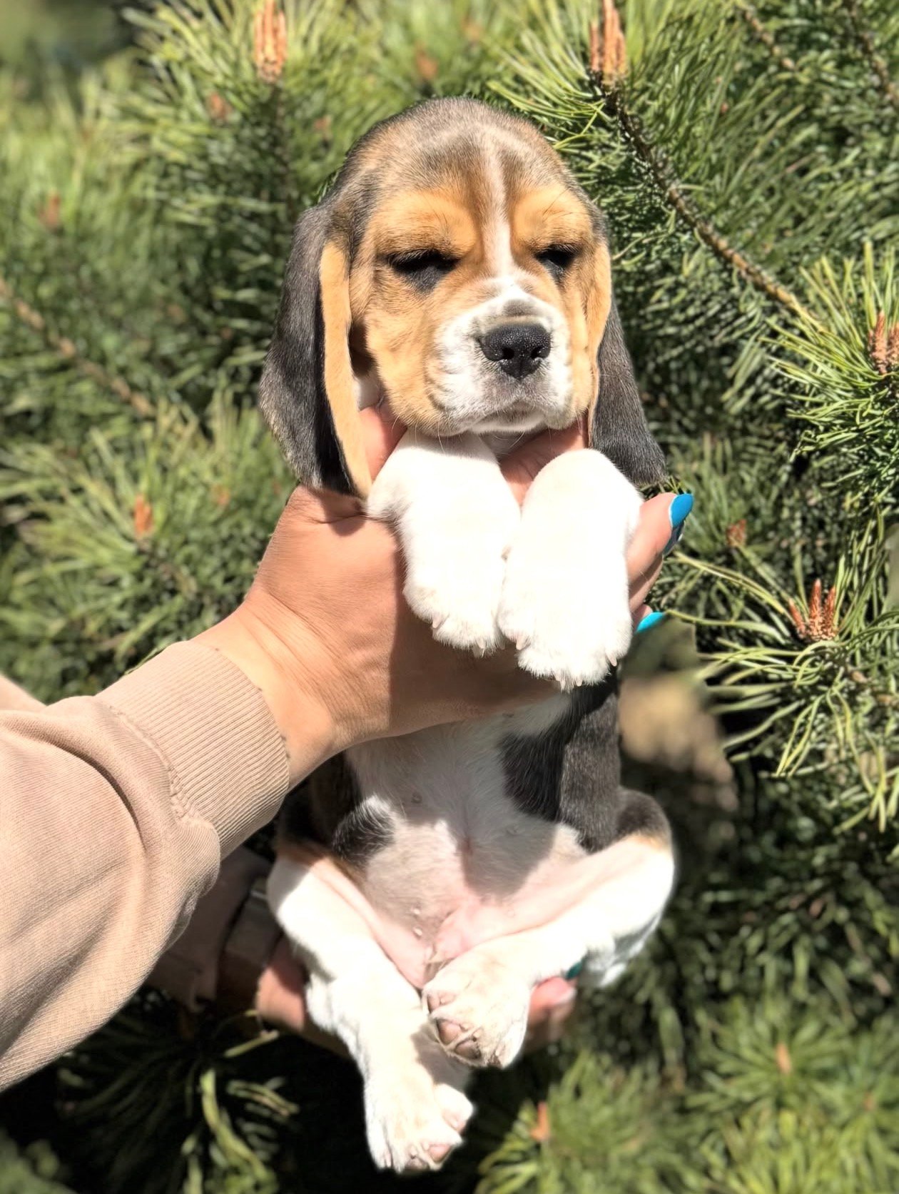 Loki Beagle puppy