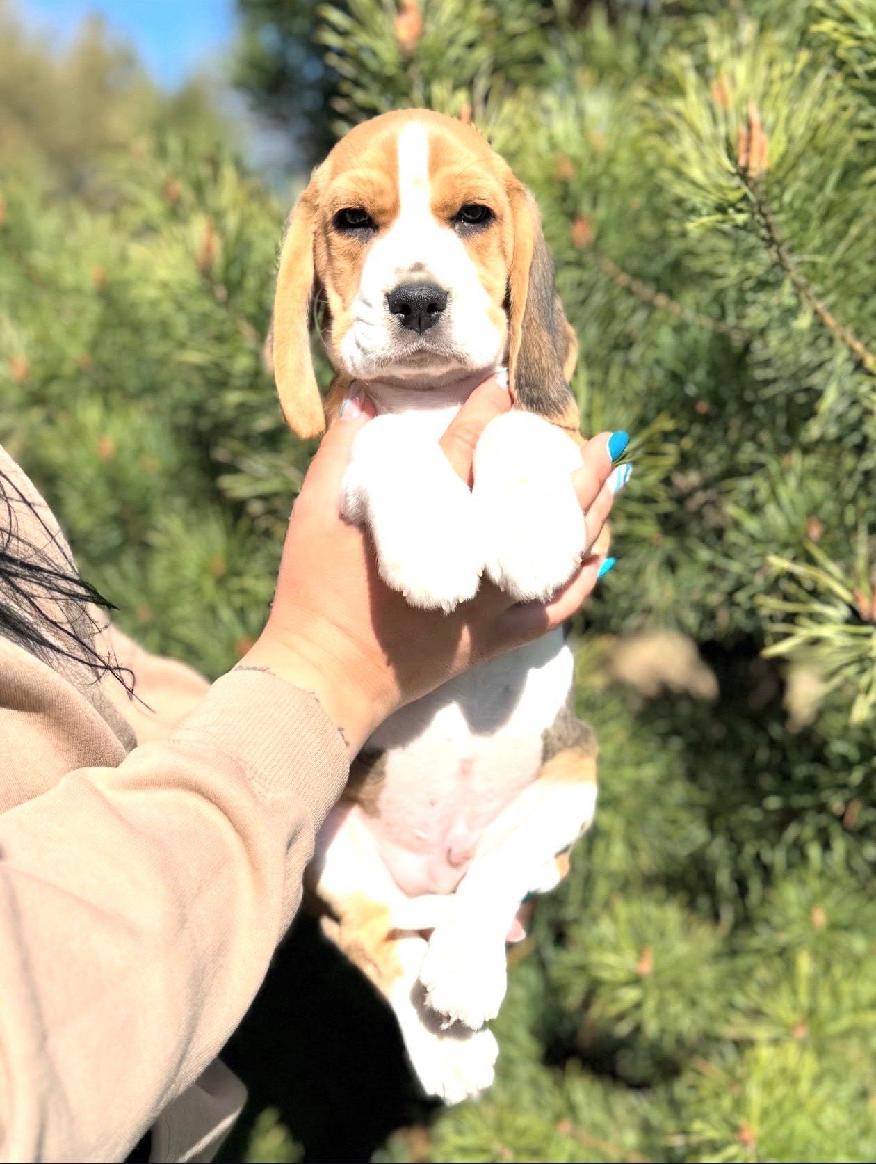 Jax Beagle puppy