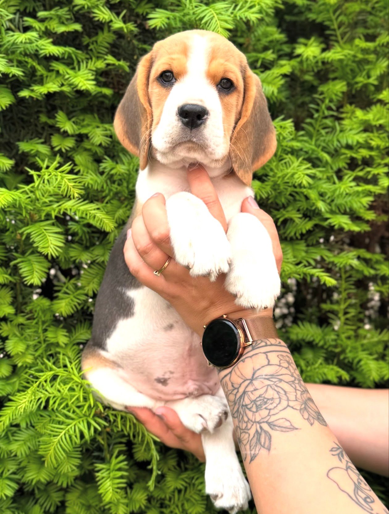 Pepper Beagle puppy