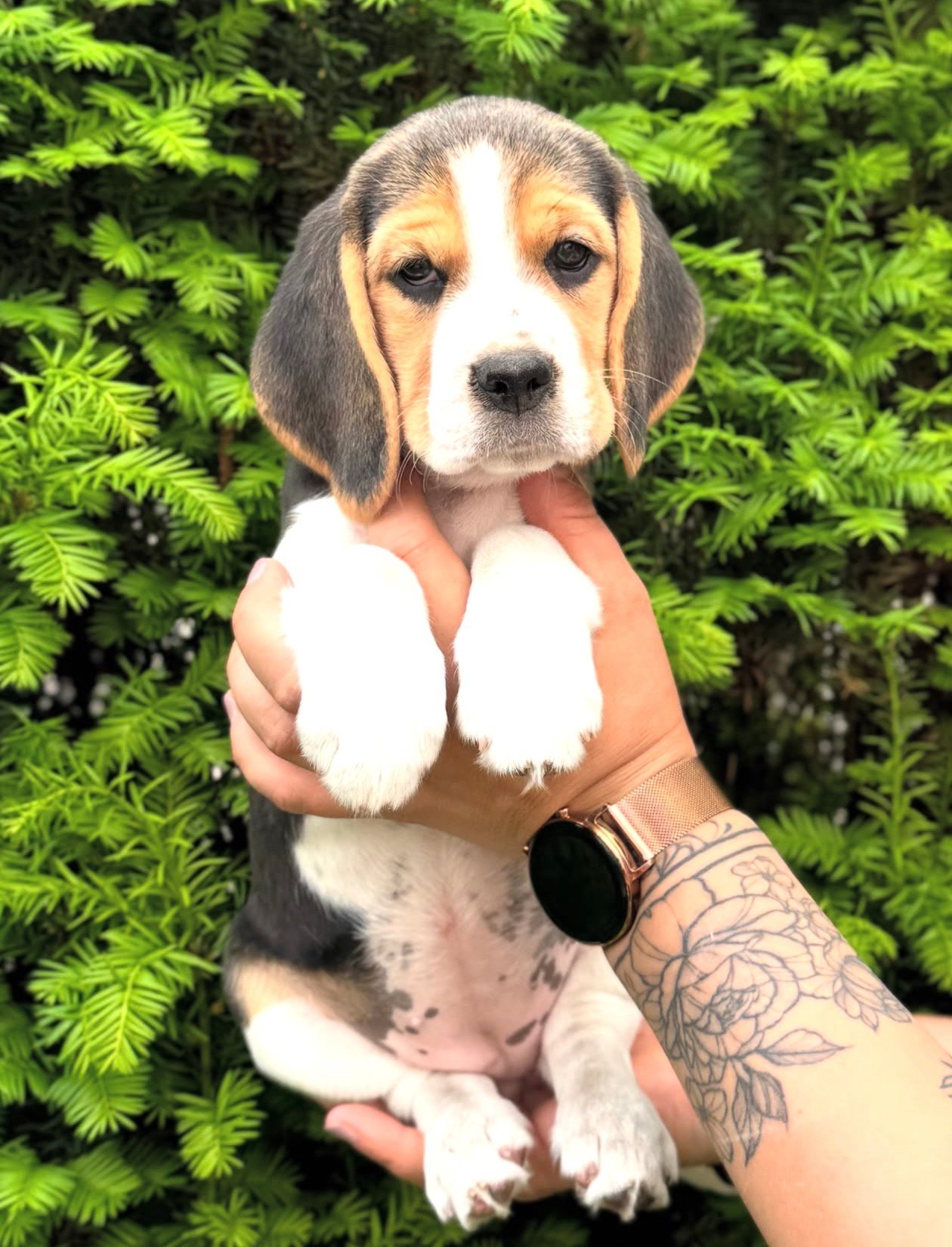 Lexi Beagle puppy