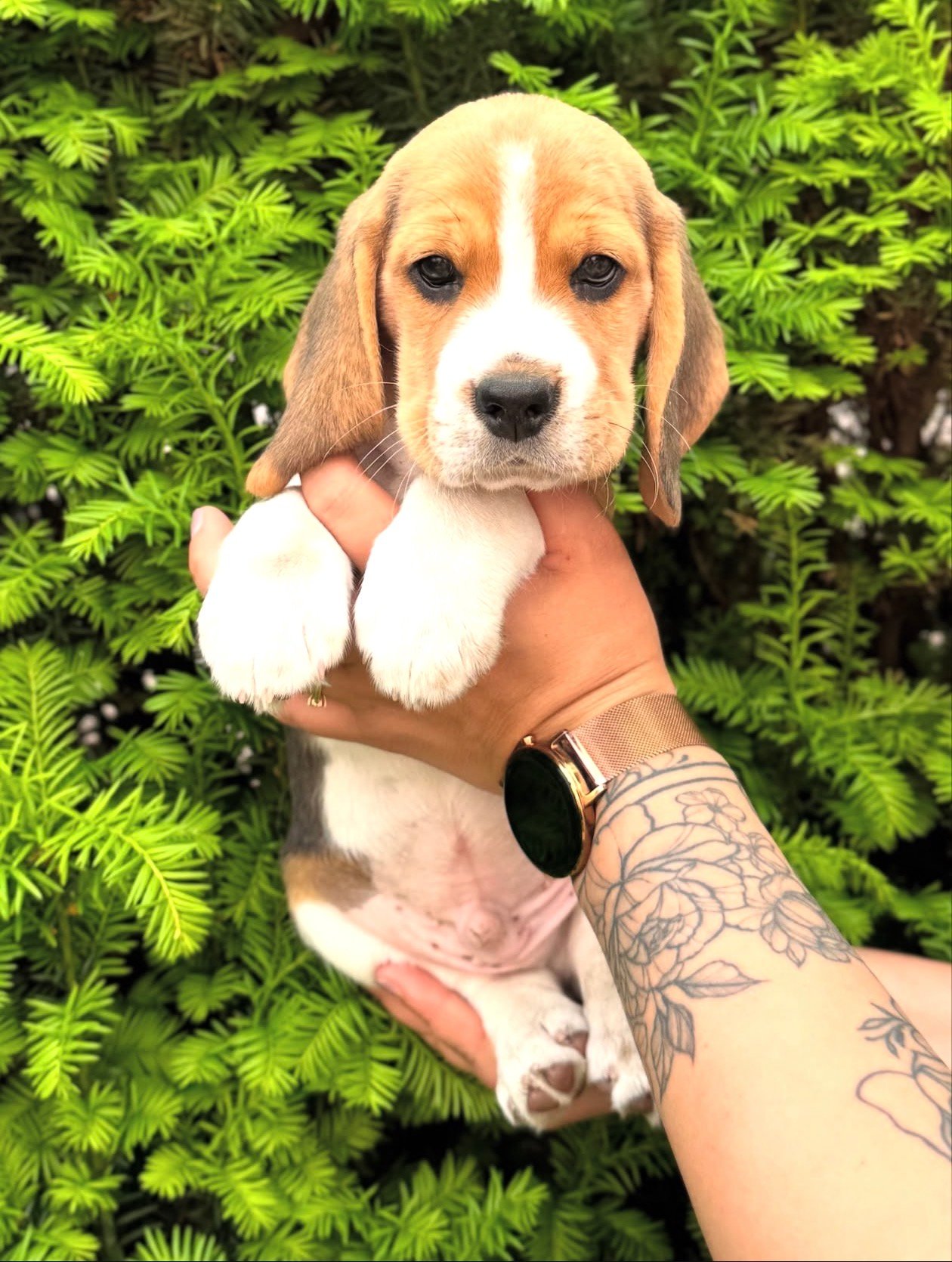 Max Beagle puppy